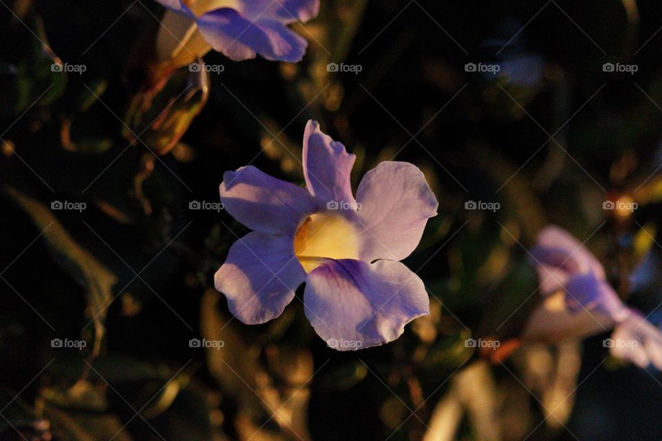 Purple flower under the afternoon sun
