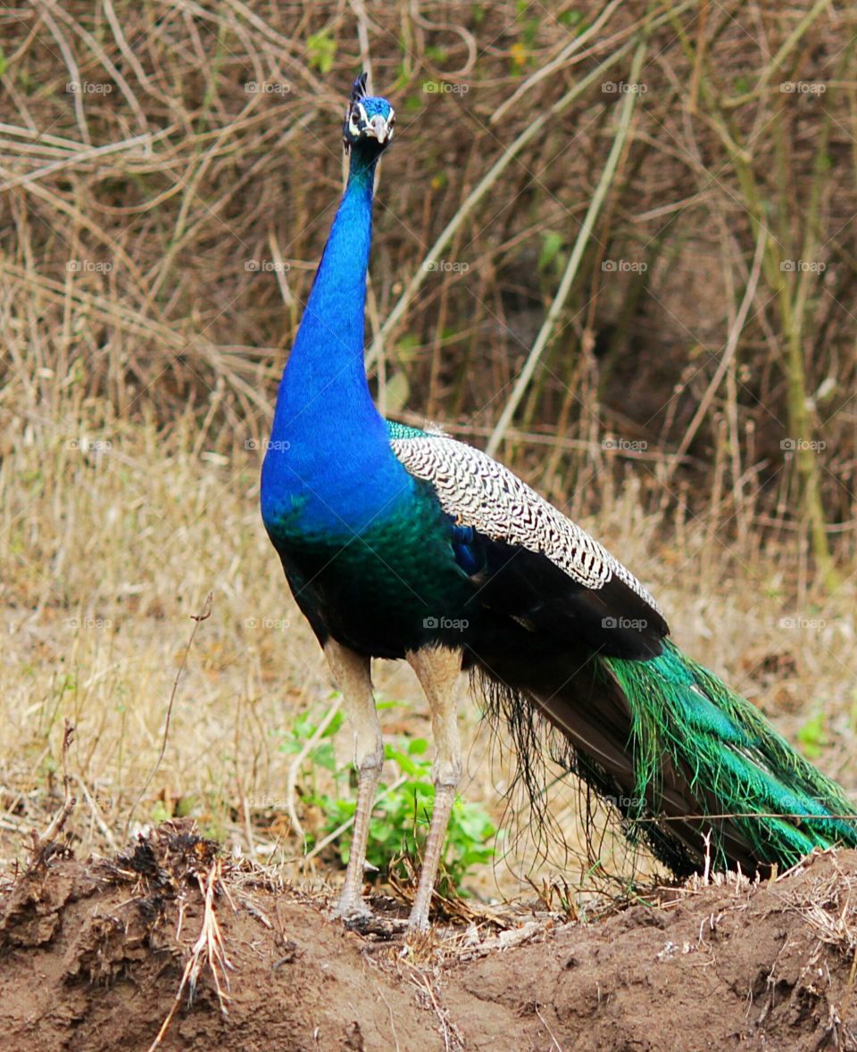 Close-up of peacock