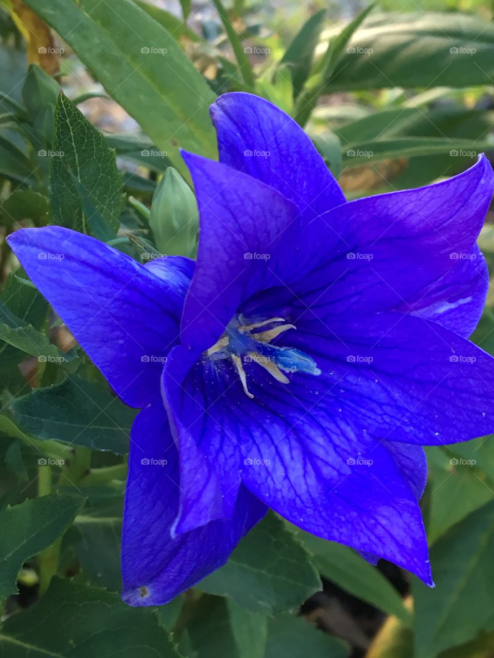 Royal blue flower 