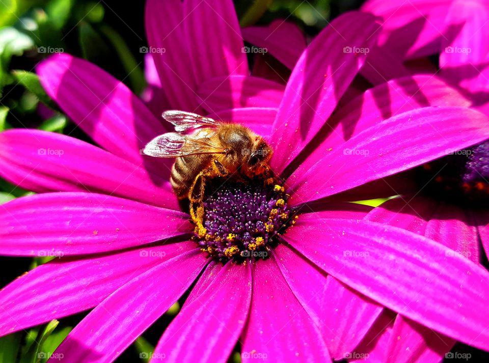 bee collecting pollen on a pink flower