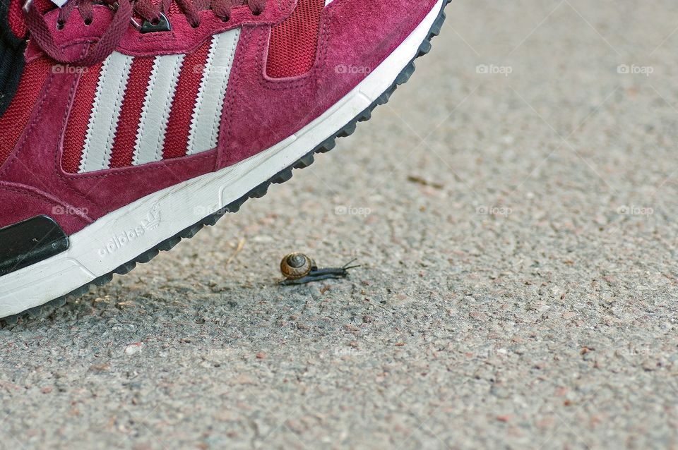 Snail in a hurry