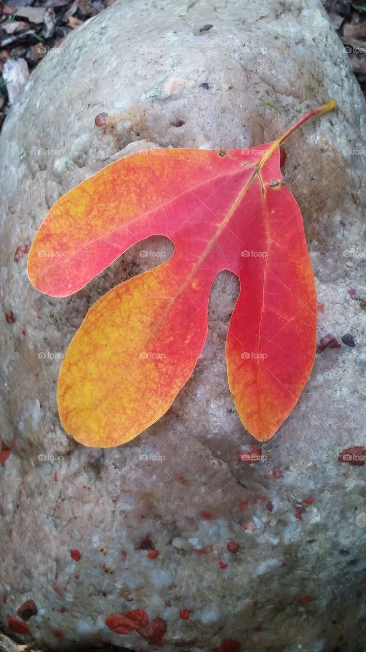 Sassafras Leaf