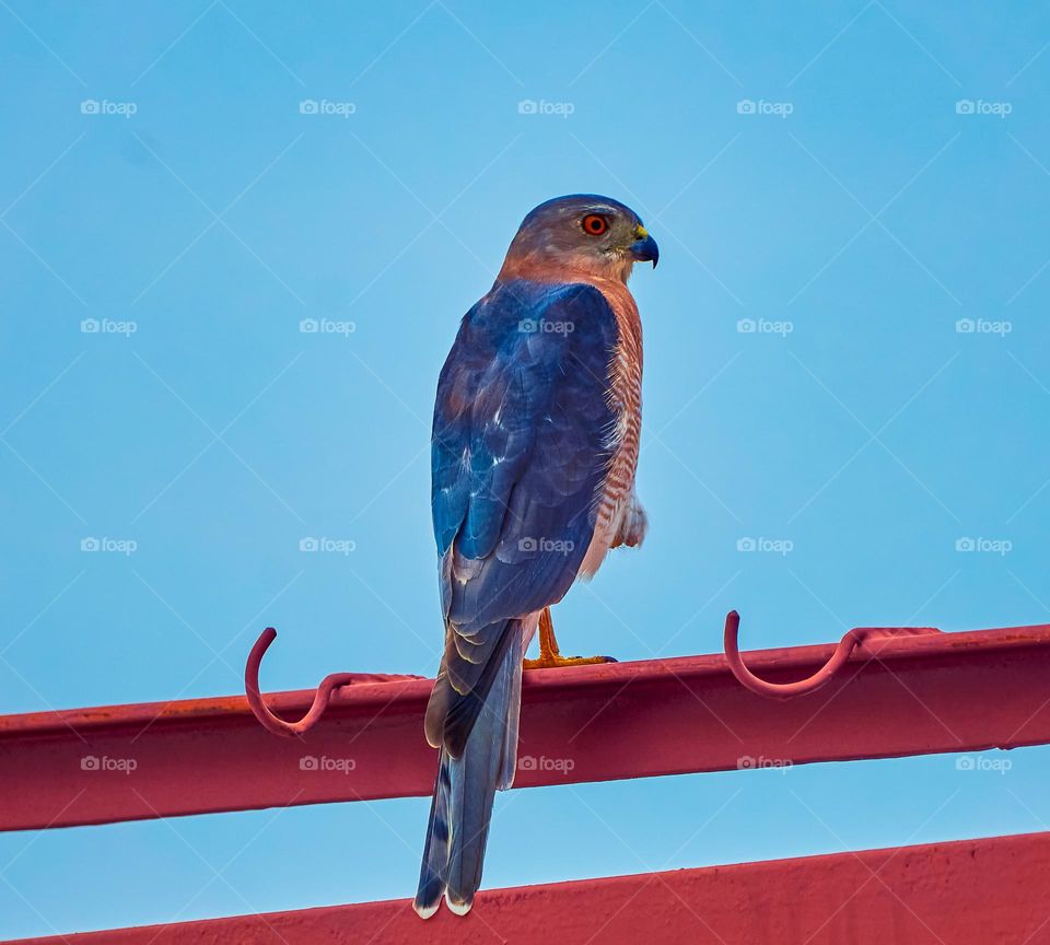 Bird photography  - Shikra - Urban Environment 