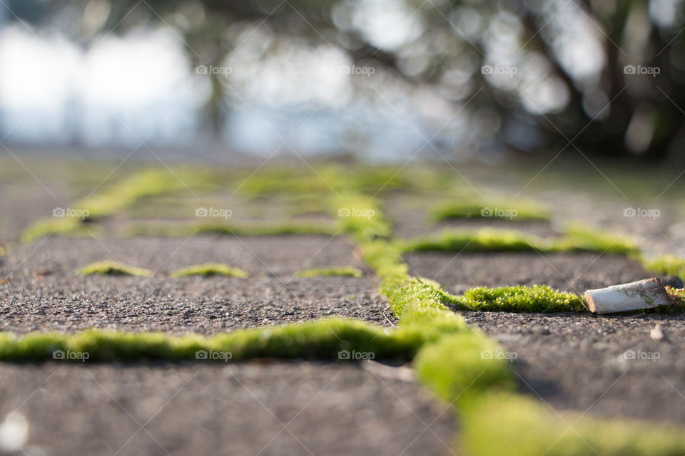 Grass between tiles