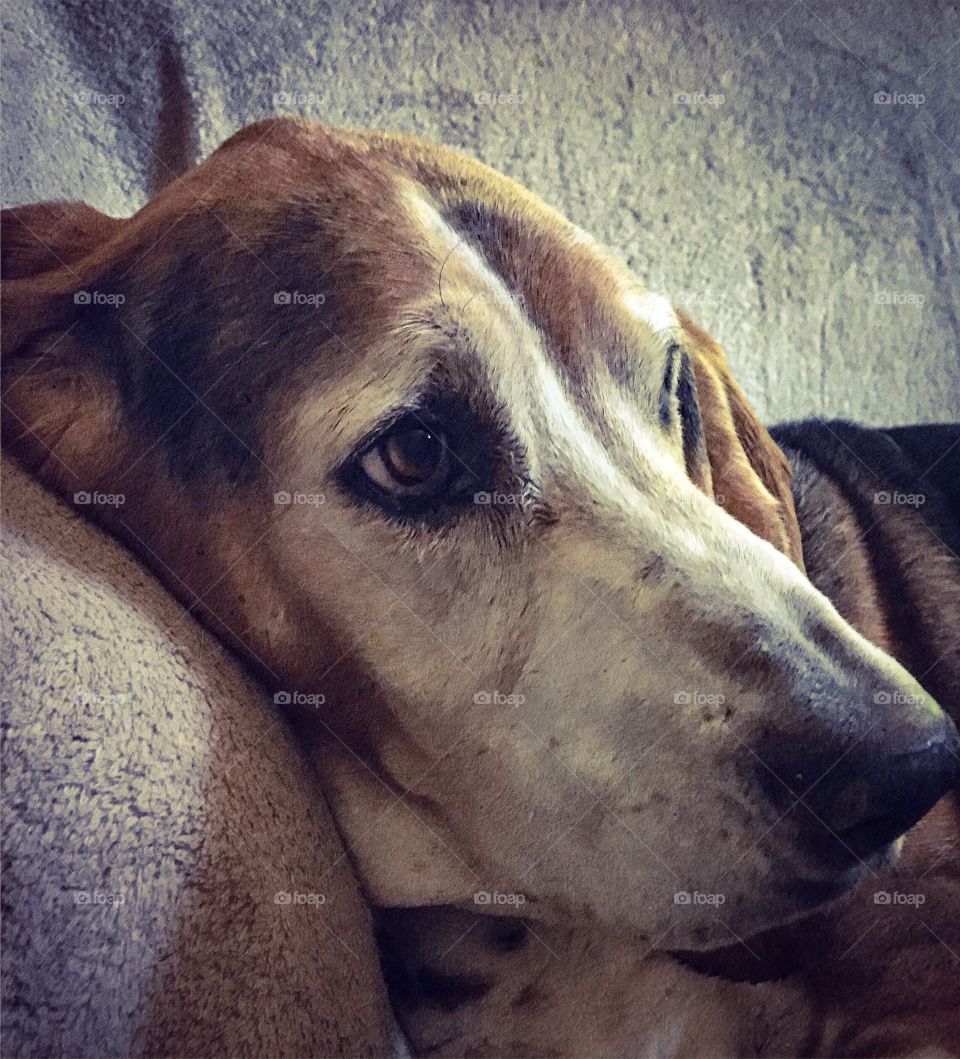 A profile of my basset hound