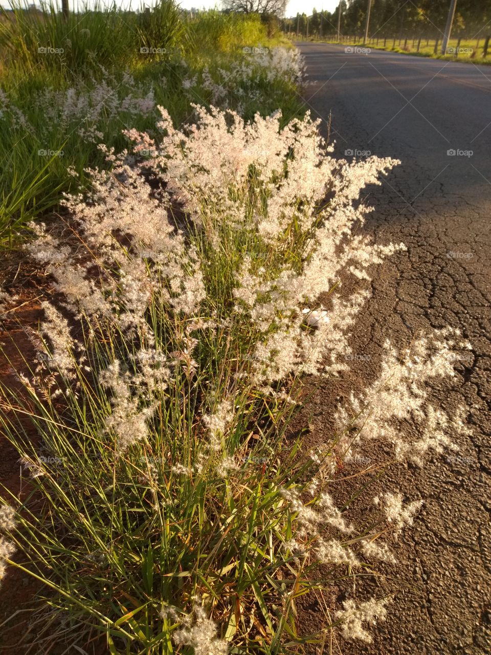 bem vindo foap natureza