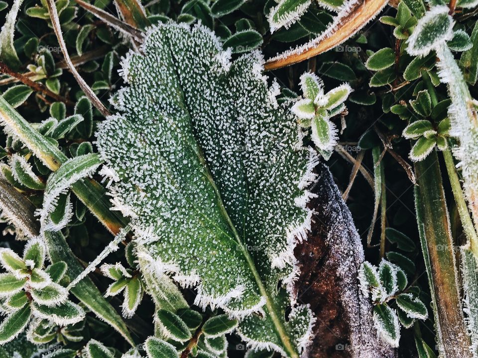 High angle view of frozen leaves