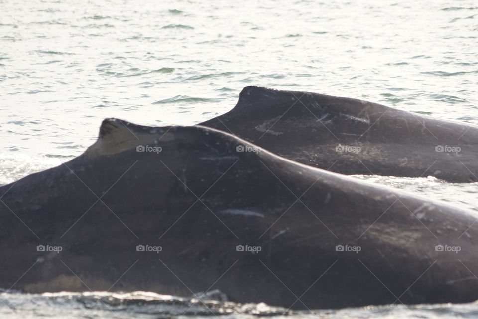 A pair of humpback whales