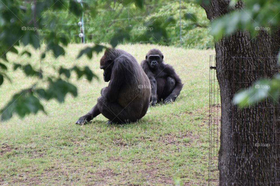 Gorilla Pair