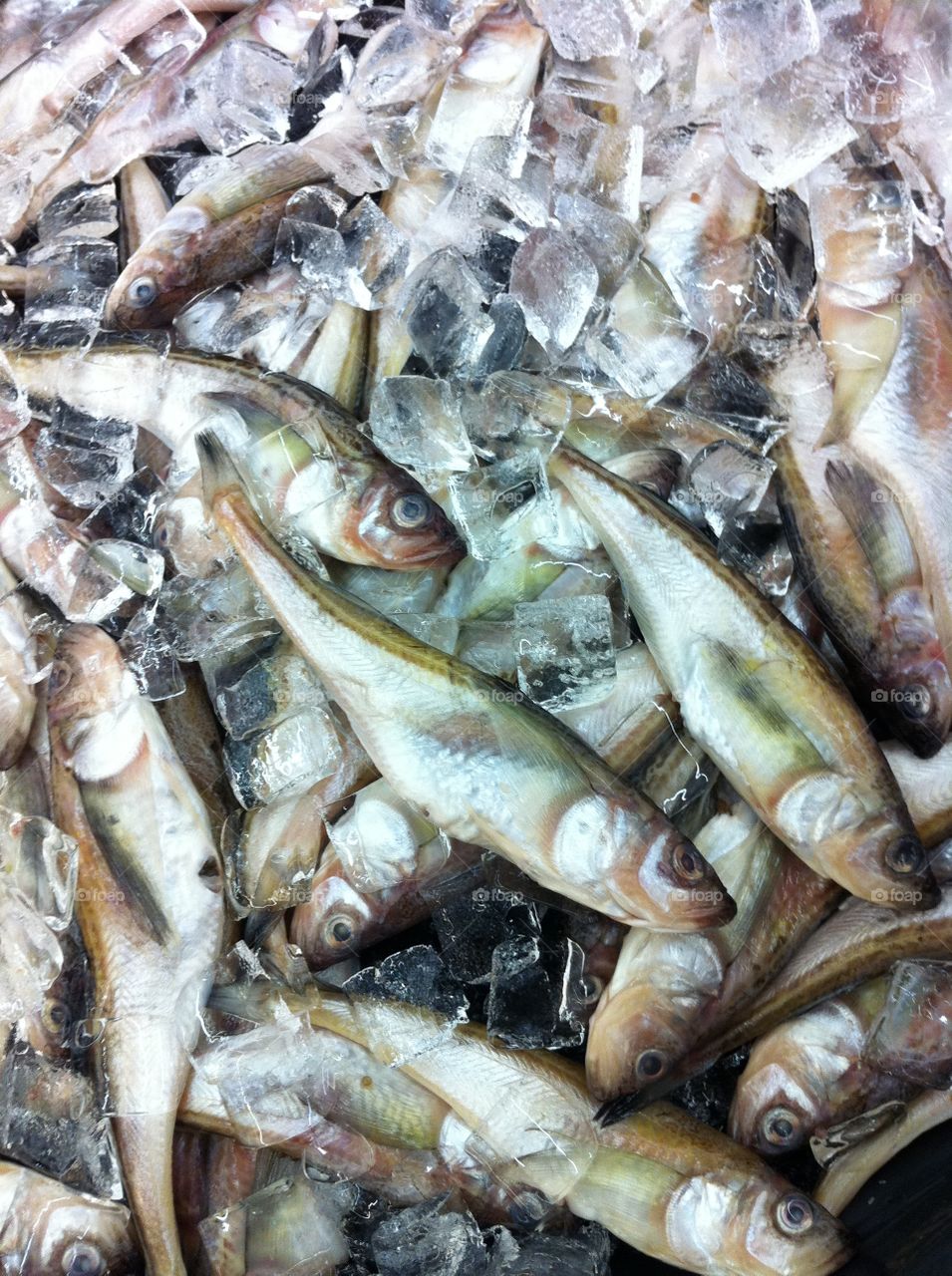 Sardines dry in ice on fish market 