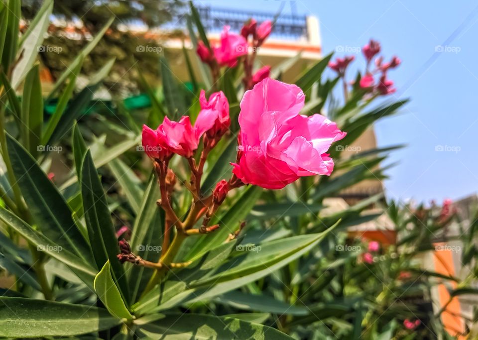 Beautiful image of nerium oleander flower india