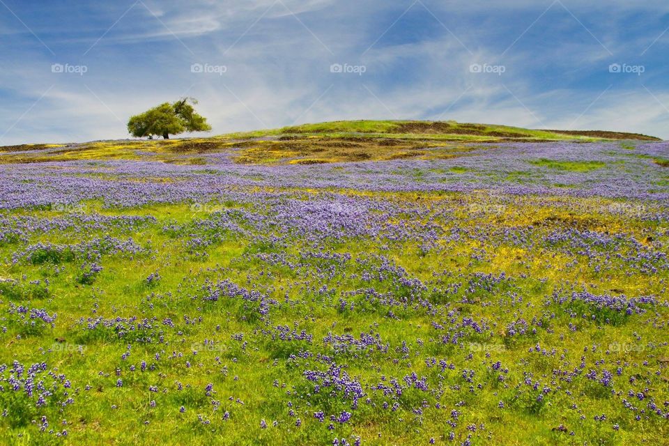 No Person, Flower, Nature, Landscape, Hayfield