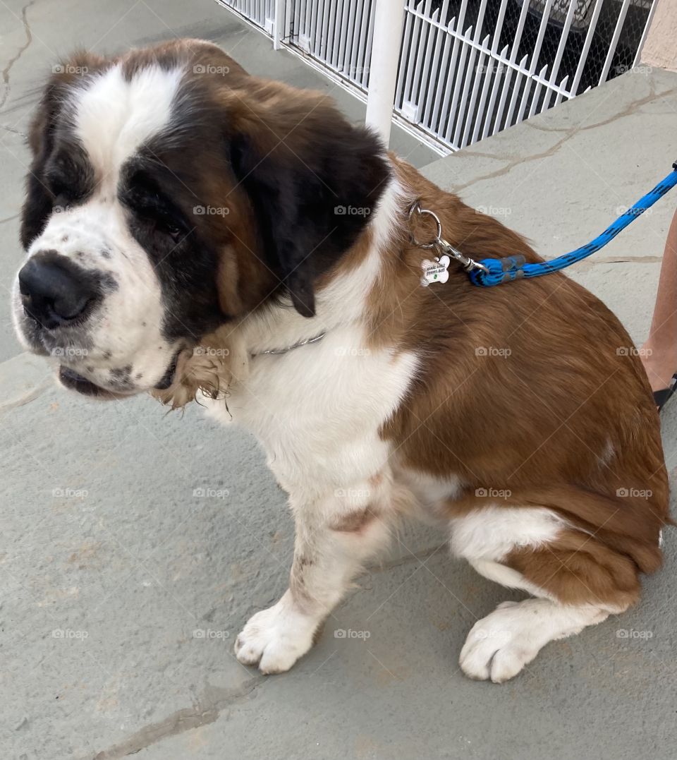 Uia!

Que bicho é esse que apareceu aqui em frente?

Um São Bernardo! Mas no Brasil, esse cachorro sofre com as condições climáticas…

Tá meio magrão, né?