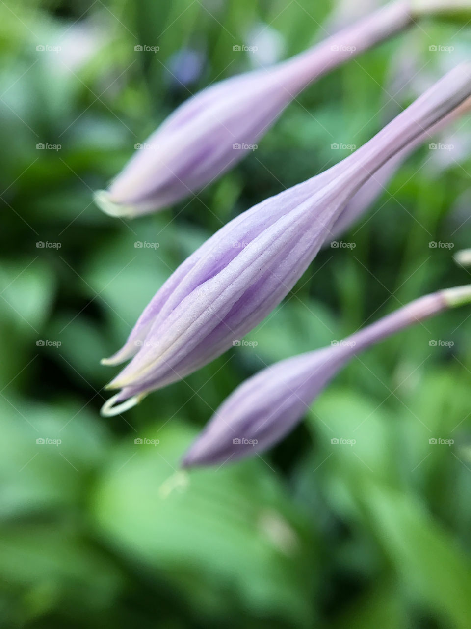 Autumn flowers 