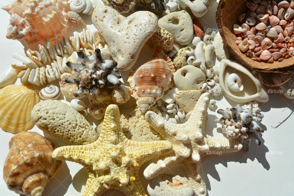 Seashell, Shell, Marine, Starfish, Decoration