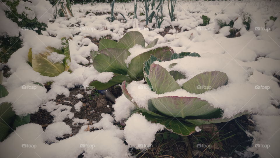 Picking vegetables in the garden