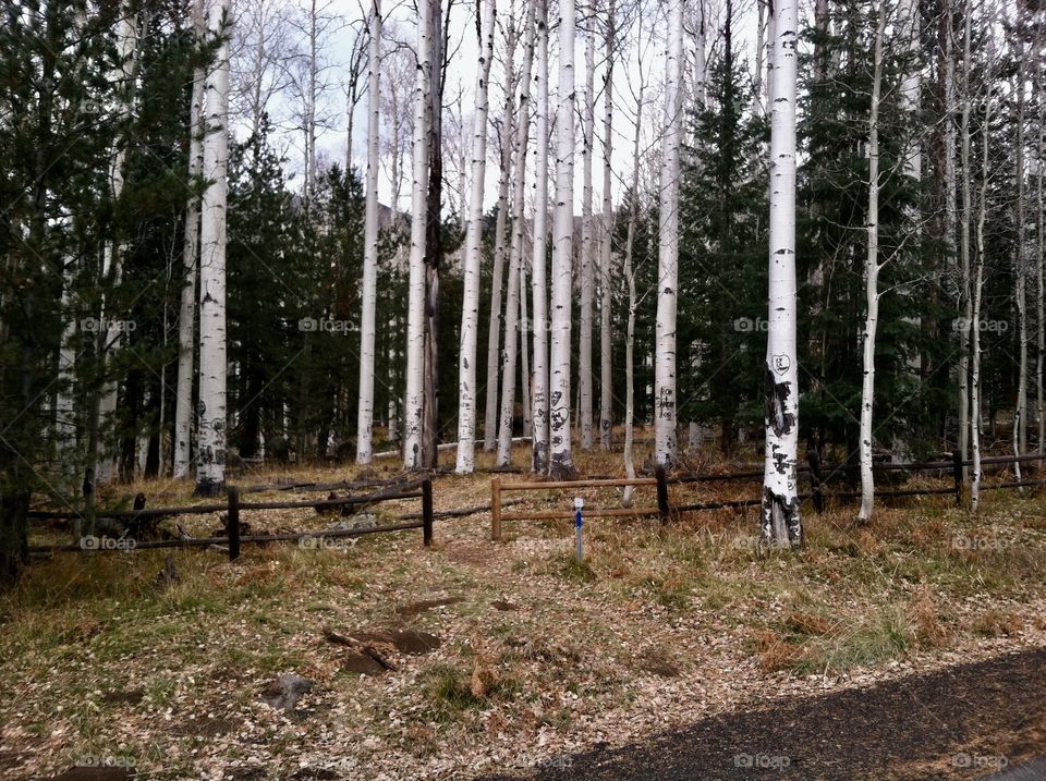 Spot in the Coconino National Forest near Flagstaff Arizona 