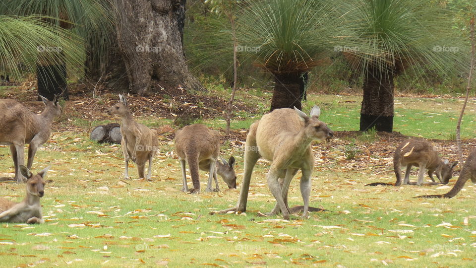 Australia, kangaroos