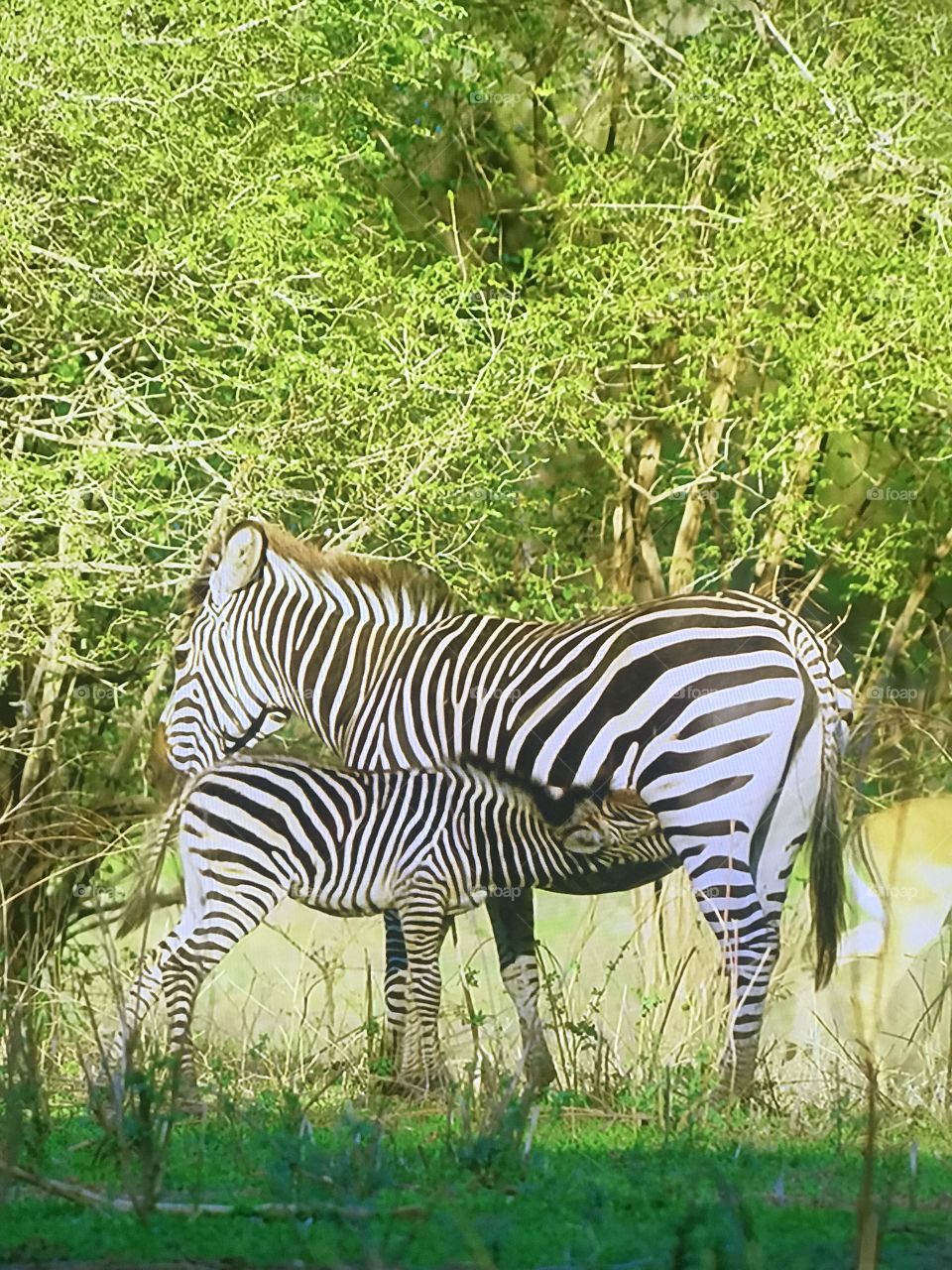 African zebra