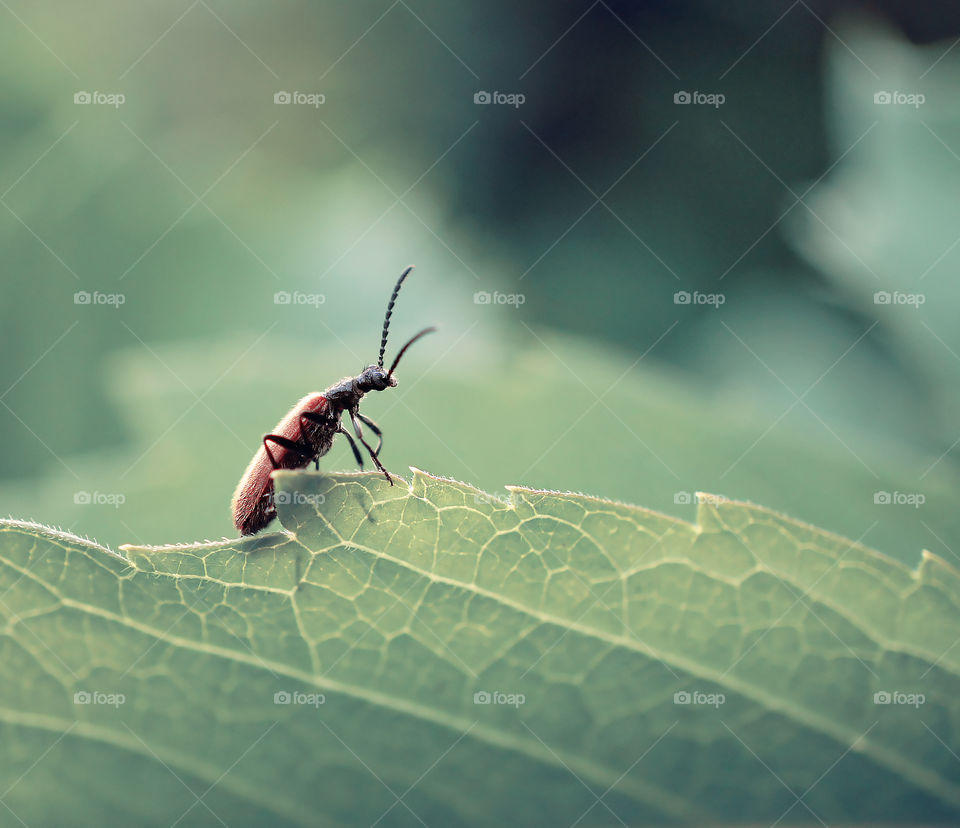 Small bug in the big world