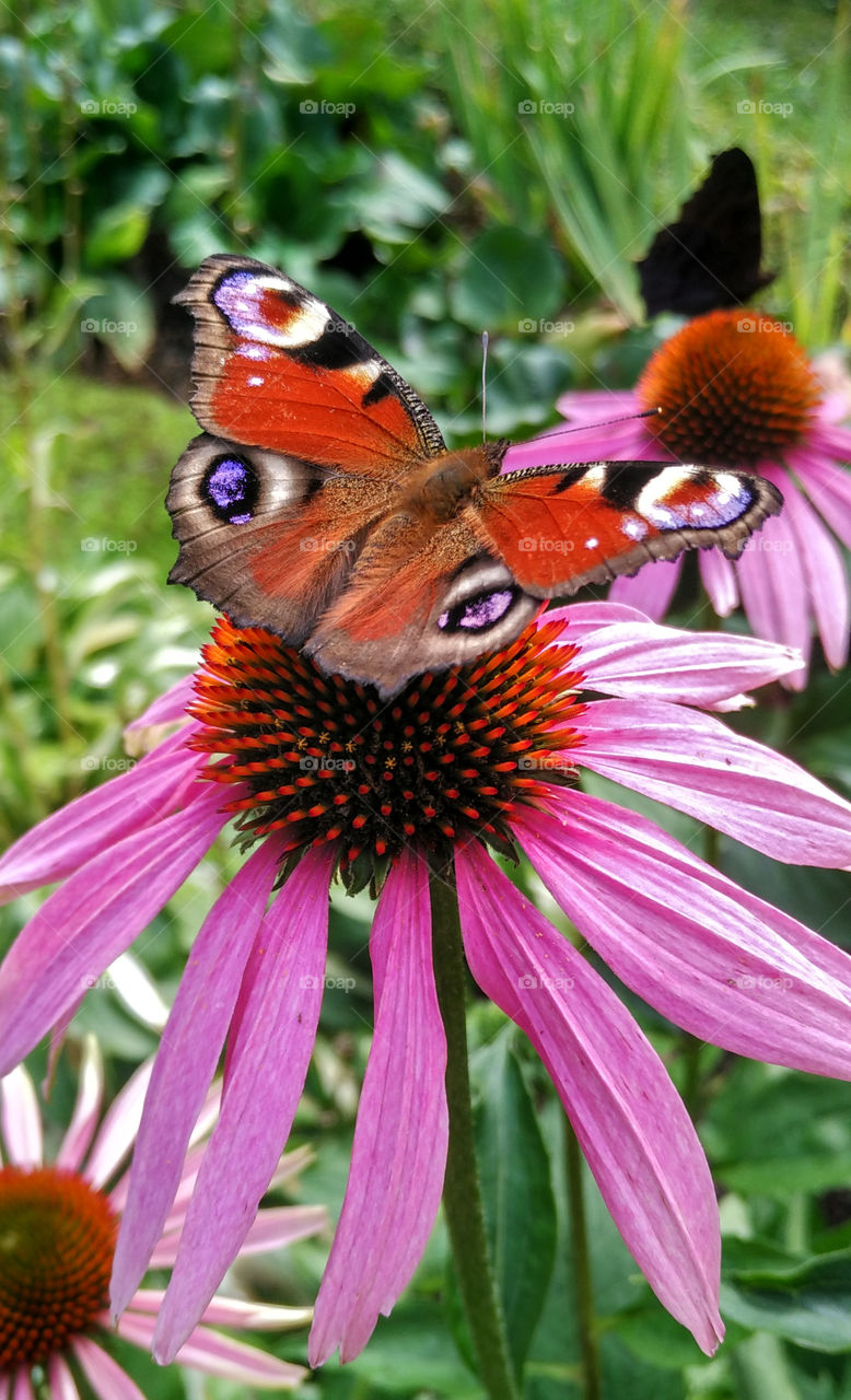 Peacock butterfly on a flower echinacea