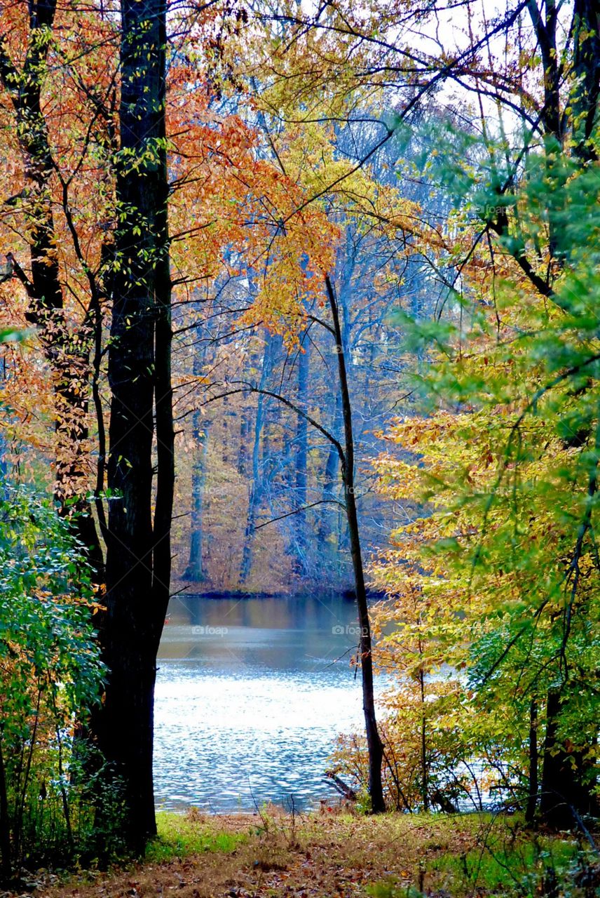 Fall leaves encasing a calm pond 
