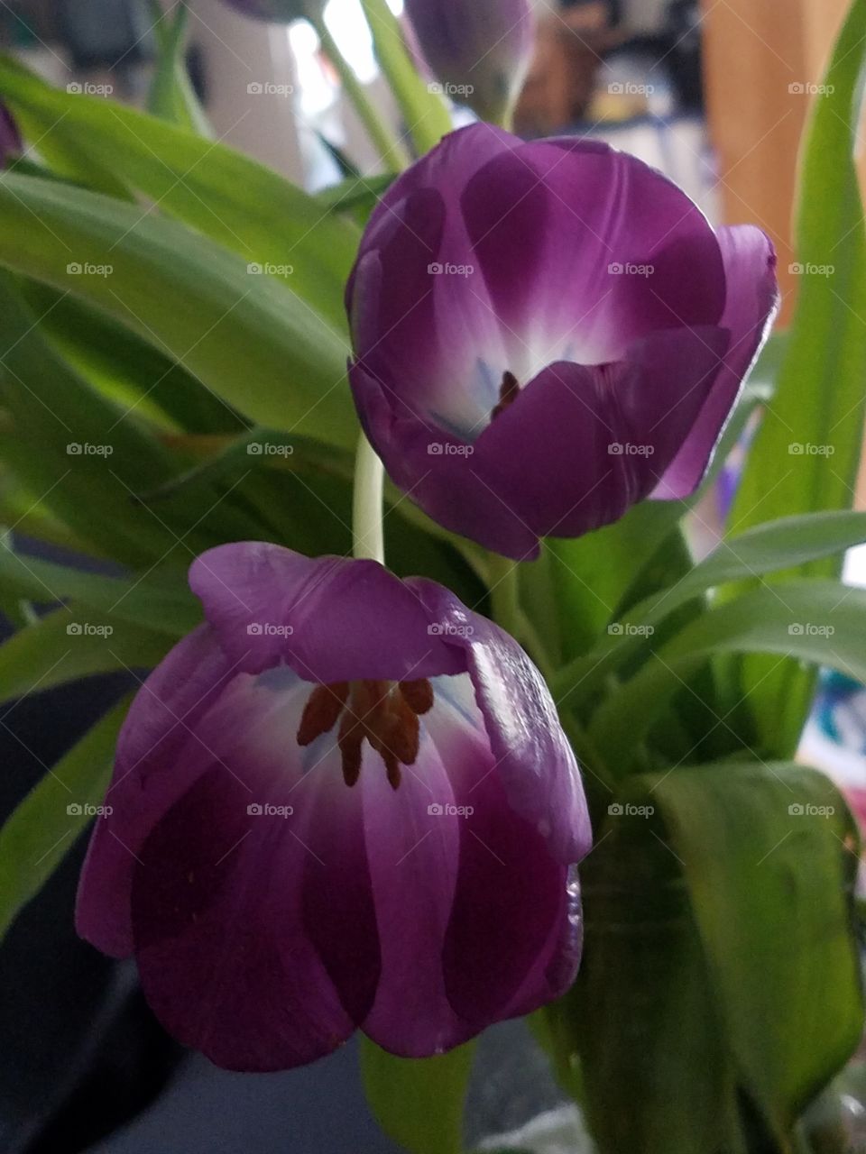 Purple tulips