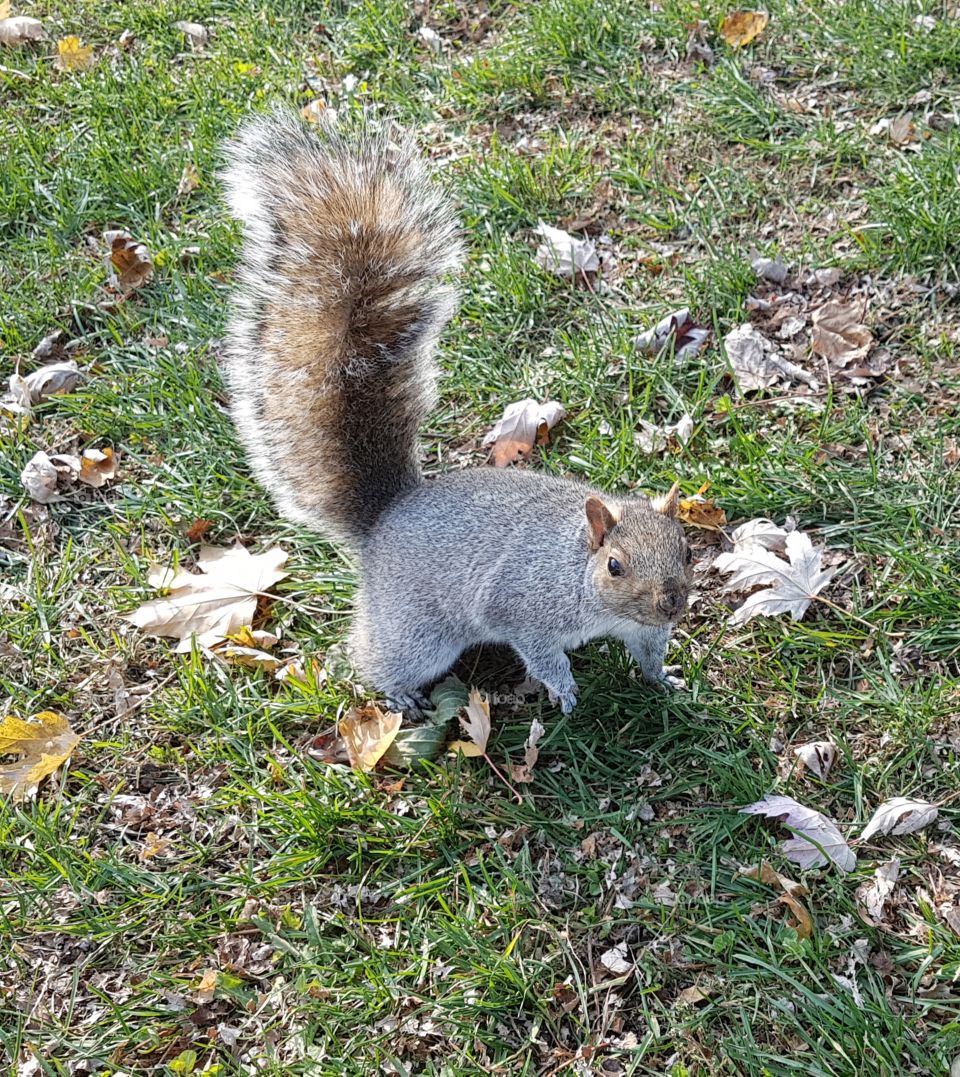 A squirrel very friendly looking for some food. Montréal. Québec. Canada.
