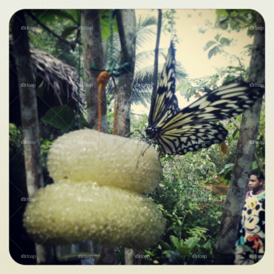 butterfly farm in Bohol, Philippines