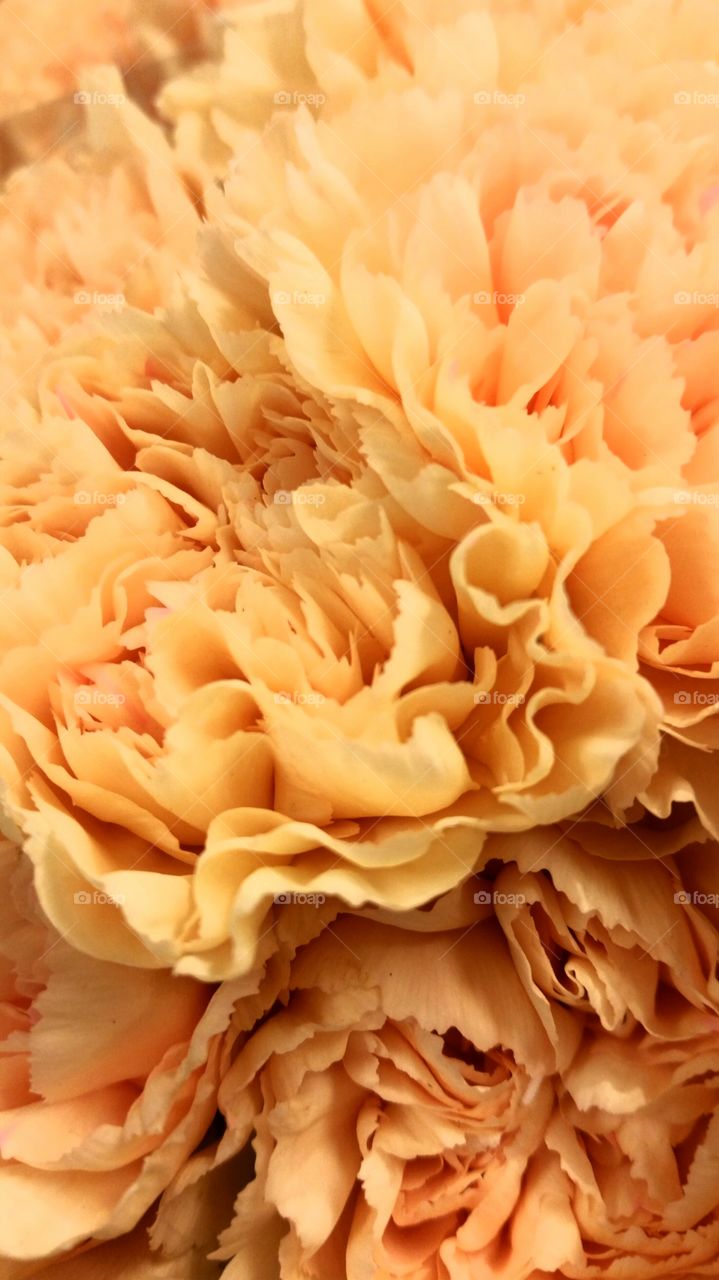 close up carnation yellow orange