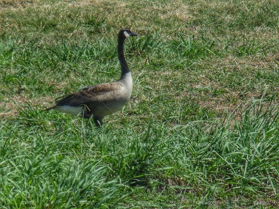 geese photos. This is a picture of some geese I saw on the side of the road in Jacksboro Texas