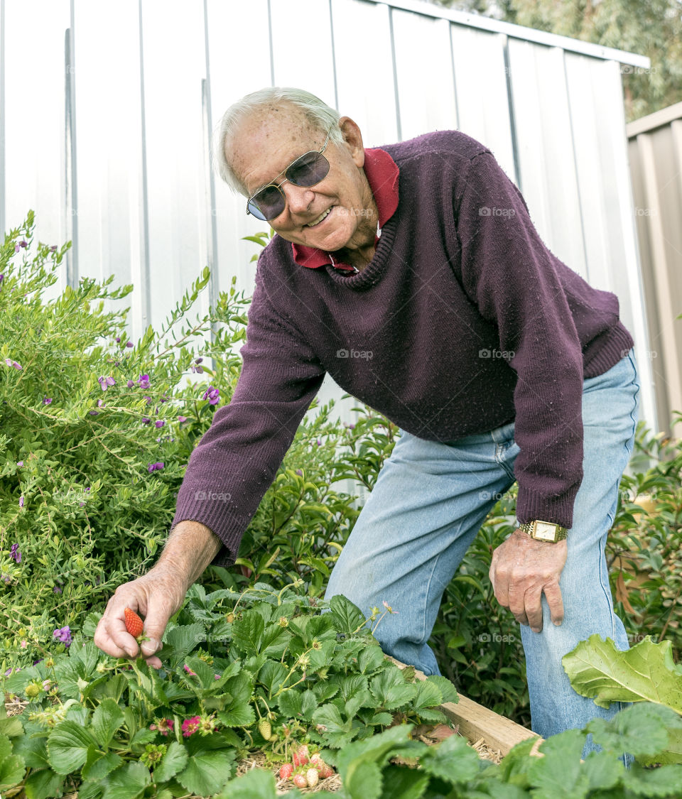 Elderly man in his vegetable patch showing delight at finding a ripe strawberry.