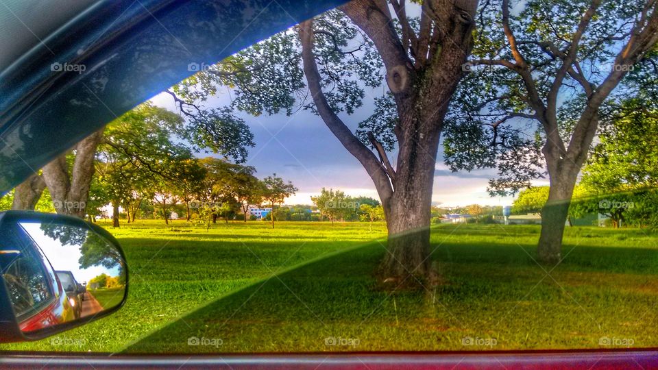 árvore paisagem carro grama