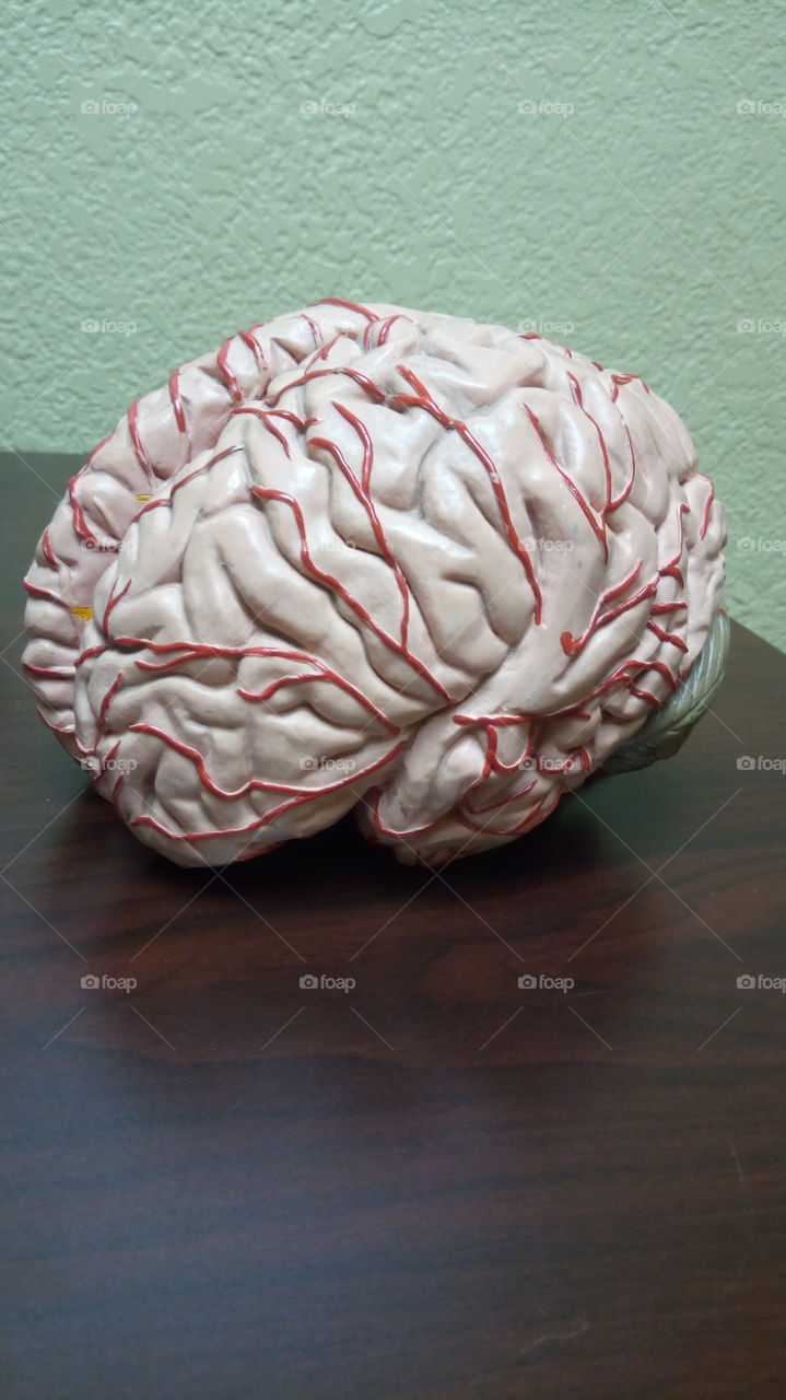 brain model