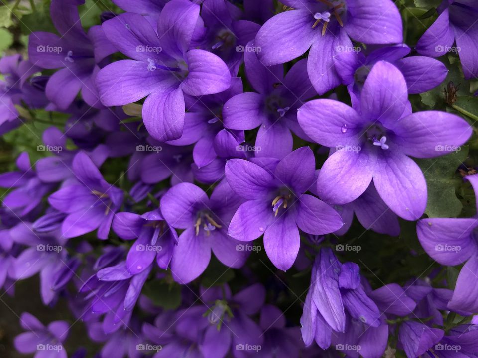 Some cracking violet wild flowers found today in the village of Buckfastleigh in Devon.