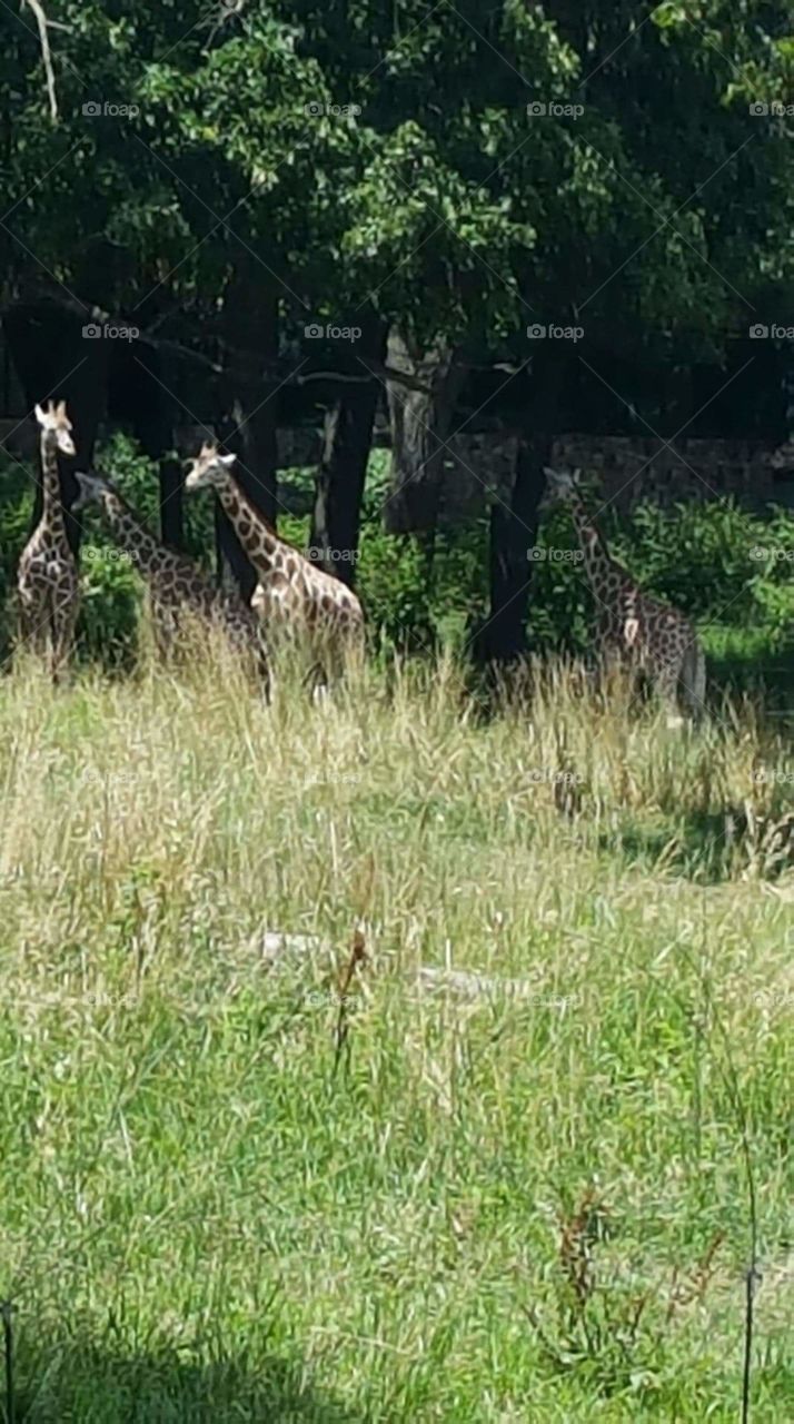 Giraffes grazing in their habitat