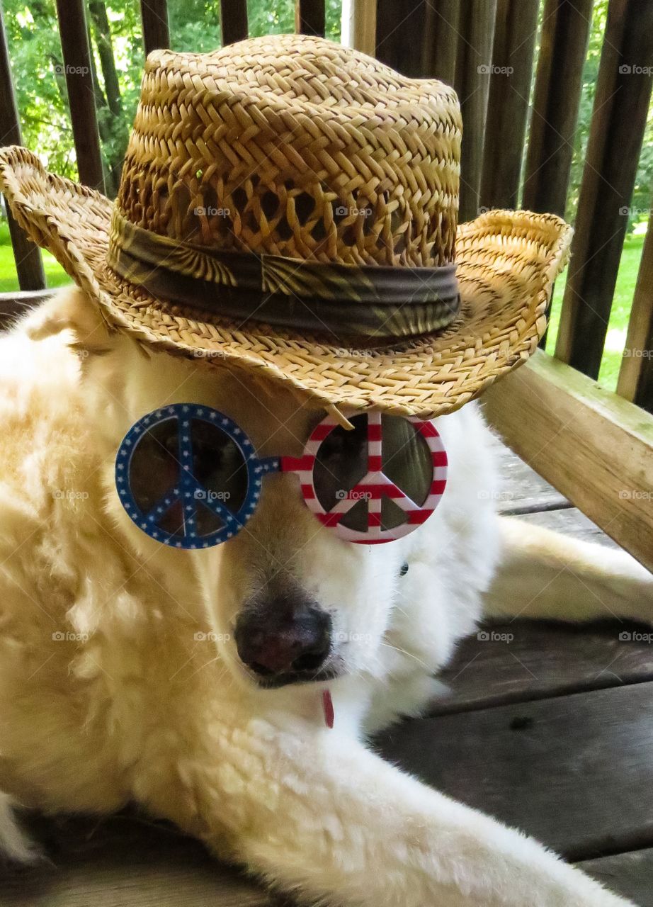Dog wearing costume of hat and glasses.