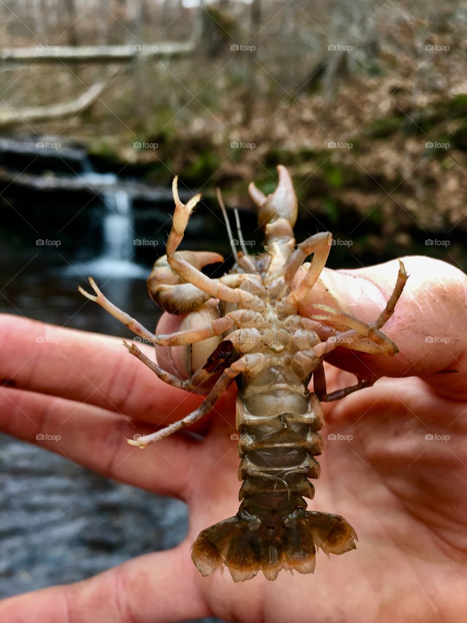 Undercarriage of a crawdad