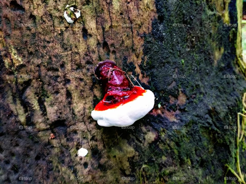 fungus on tree