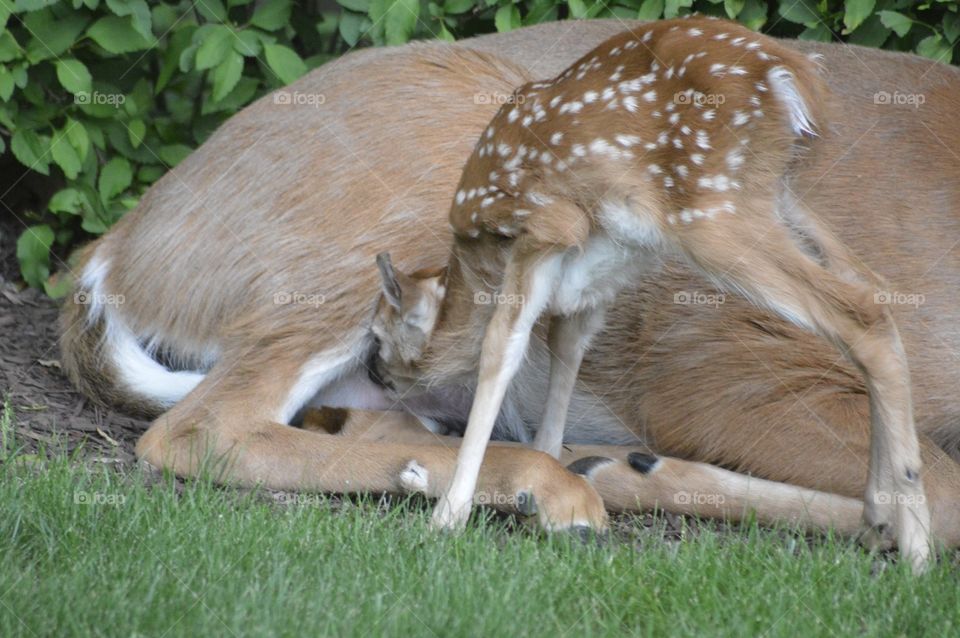 Doe and Fawn