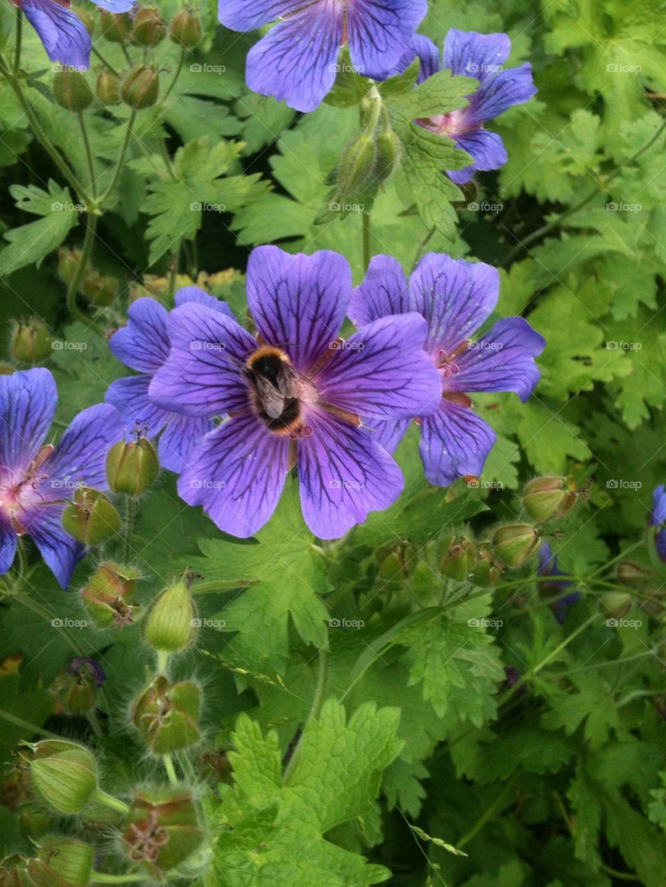 Blue geranium with bee
