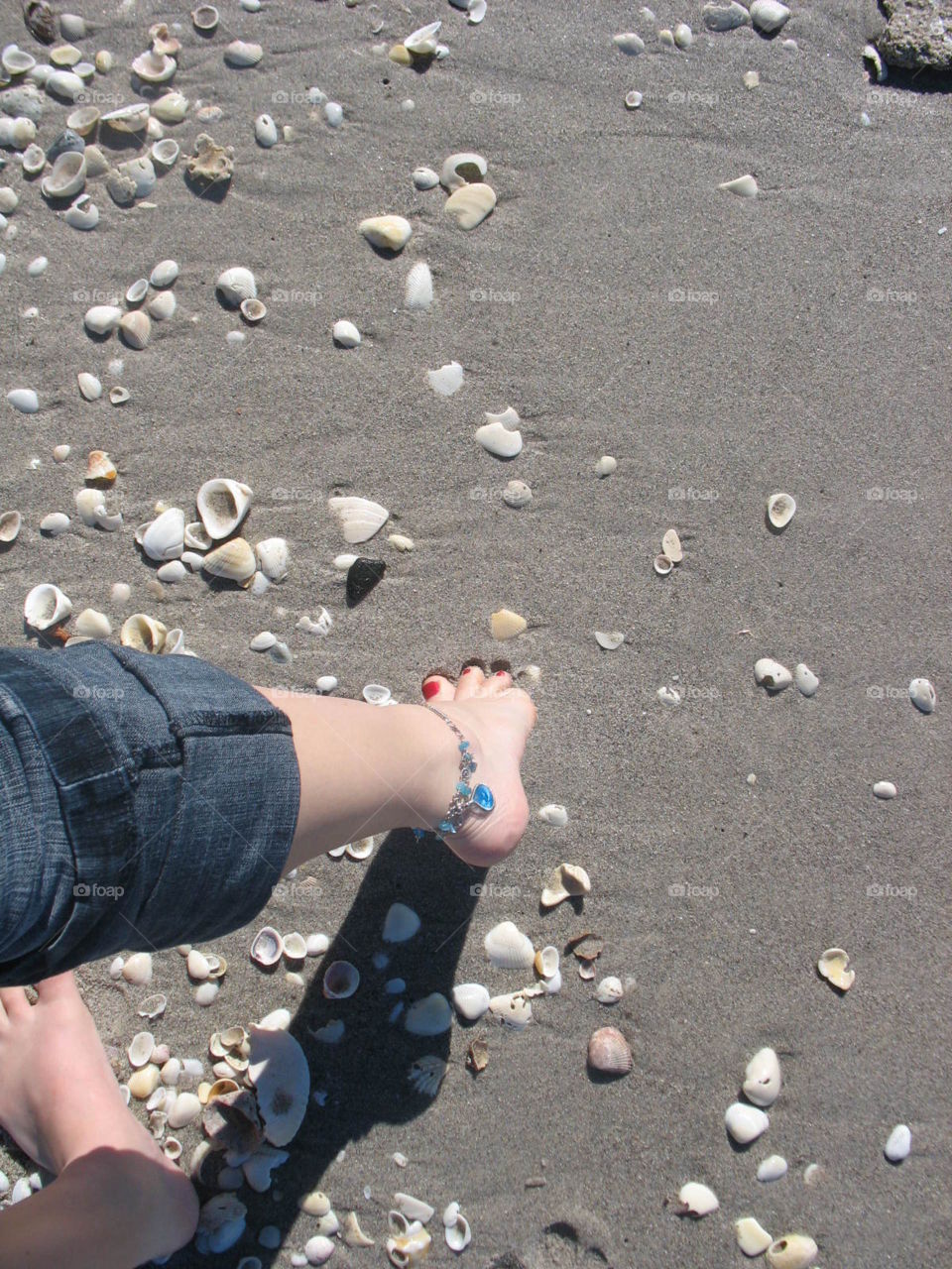 Seashells in Florida 