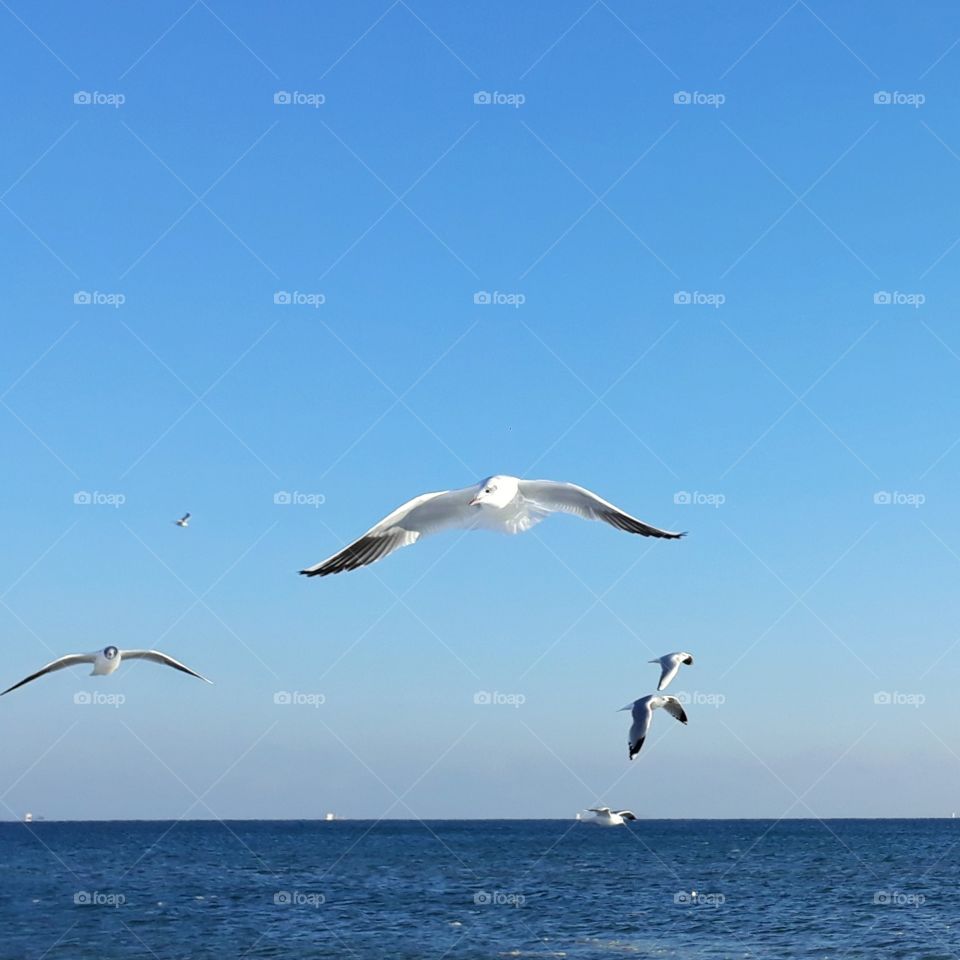 seabirds on the sea, blue sky, birds