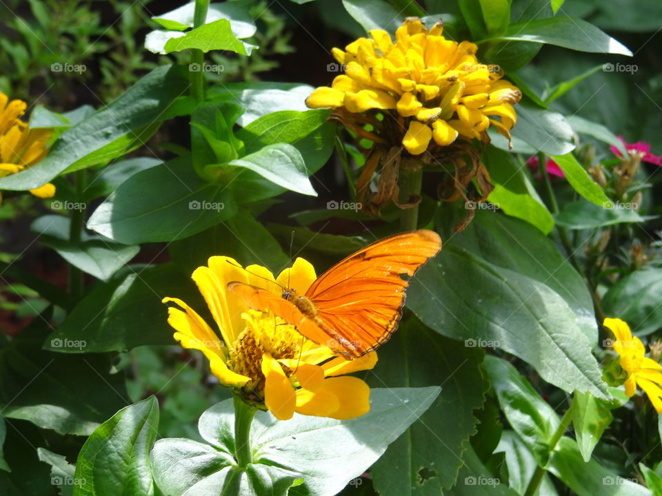 Orange Butterfly on Yellow Flower