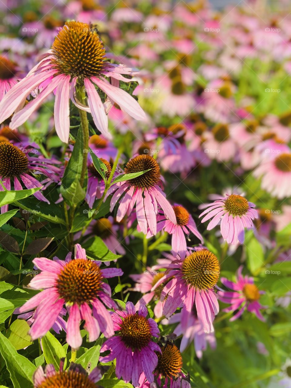 Pink Coneflowers