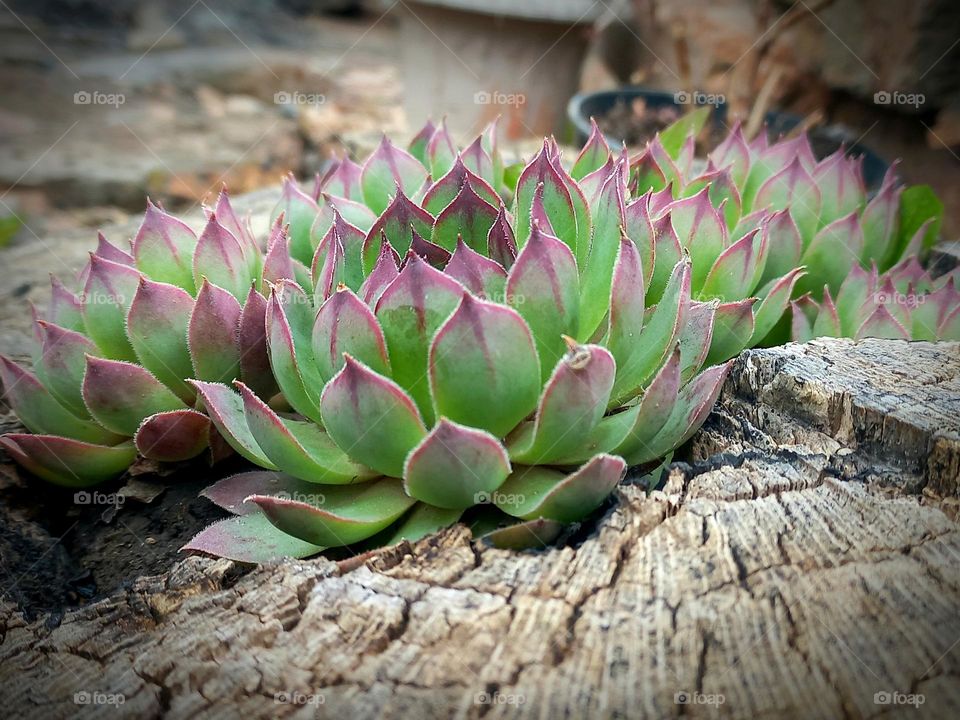 succulent plant in tree stump.