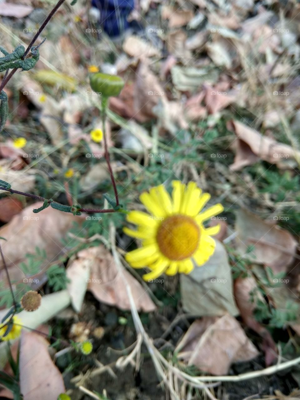 Flowers photography its my passion.... So nice closeup and natural pic i like it.And i hope you like it my pics so please buy my pics and enjoy my photography 
Thank you