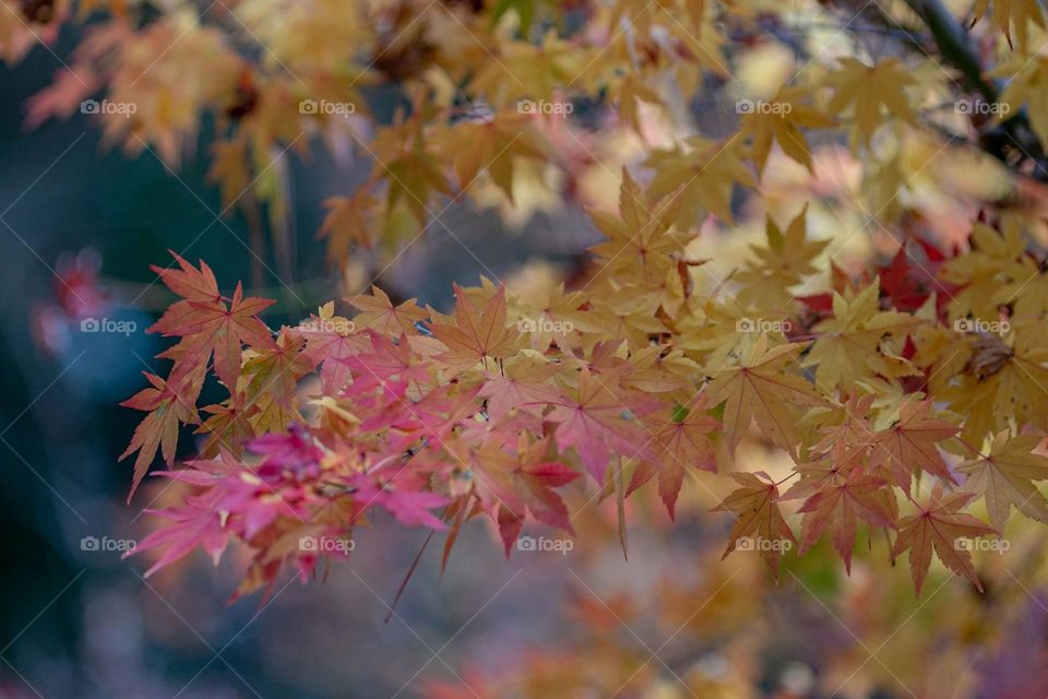 Beautiful maple leaves