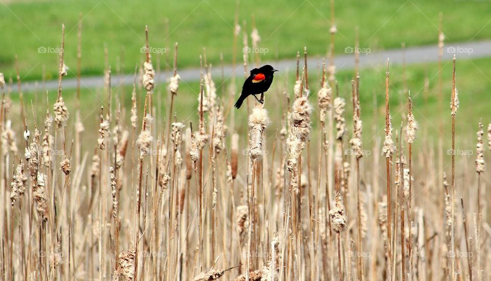 red winged black Bird