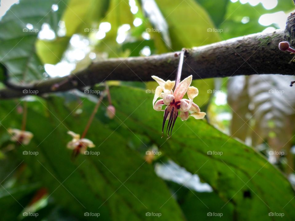 Cacao flower